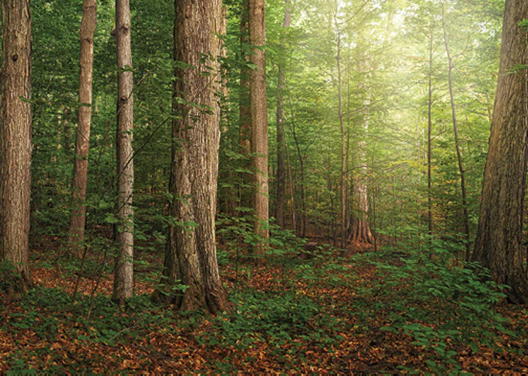 AF - 5x7 - Print -  Sacred Grove by Robert A Boydܺ߸ˡ